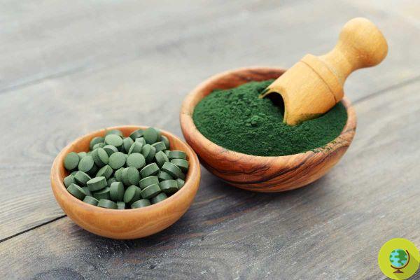 Spirulina, do you also know the risks? DO NOT take it if you fall within these 7 cases