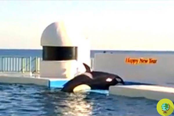 Orca llora junto a la piscina: el verdadero rostro del cautiverio (VIDEO)