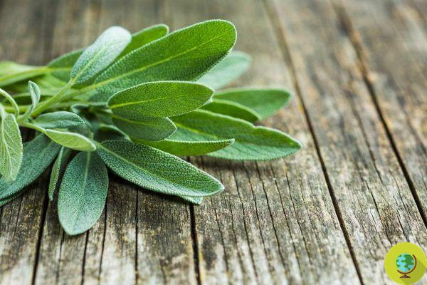 Salvia: todos los beneficios que no esperas de la hierba apta para mujeres y cómo potenciarla en tus recetas
