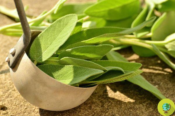 Salvia: todos los beneficios que no esperas de la hierba apta para mujeres y cómo potenciarla en tus recetas