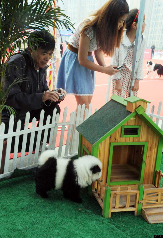 Chiens panda : le dernier engouement fou de la Chine (PHOTO)
