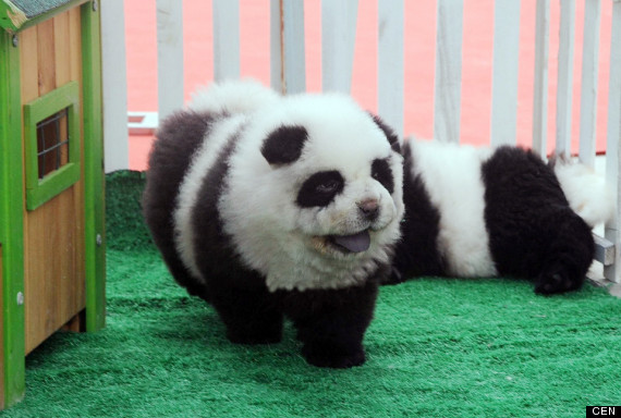 Panda dogs: China's latest insane craze (PHOTO)