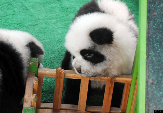 Cães Panda: a última mania insana da China (FOTO)