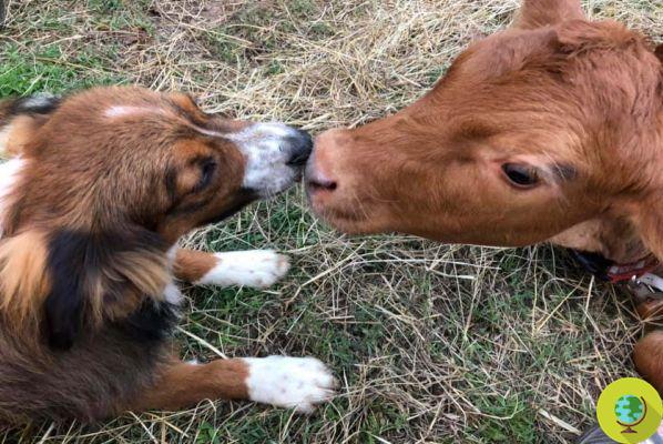 La tendre amitié entre un veau handicapé et le chien qui en prend soin