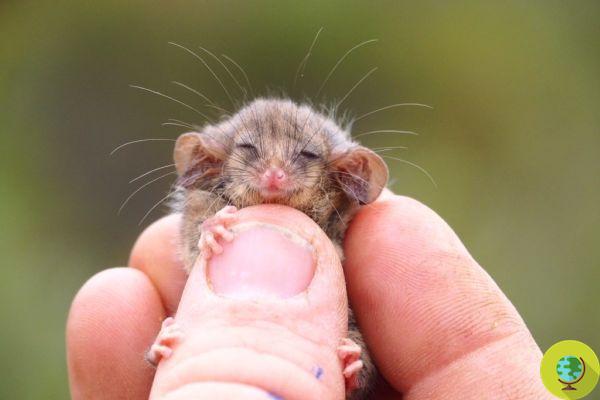 Ils trouvent les minuscules opossums qui auraient été exterminés en masse par les incendies en Australie