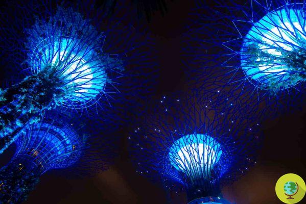Solar Trees: what they are and why solar trees could replace photovoltaic panels