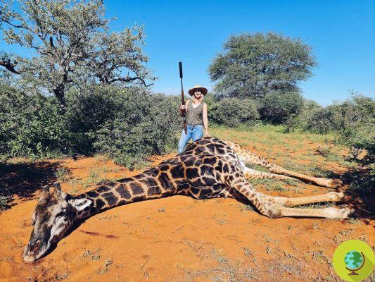 She kills black giraffe and gives her husband her heart: the endless horror of the young trophy hunter
