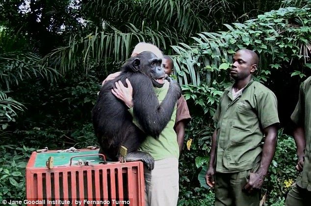 O abraço do chimpanzé que encontra a liberdade (VÍDEO)