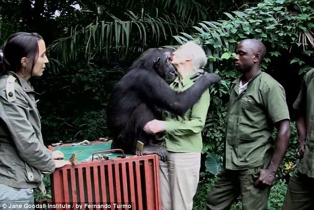O abraço do chimpanzé que encontra a liberdade (VÍDEO)