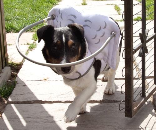Basil: the blind dog that walks thanks to a pair of wings (VIDEO)