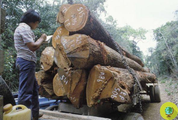 UE: medidas mais fortes para combater a extração ilegal de madeira e o comércio ilícito de madeira