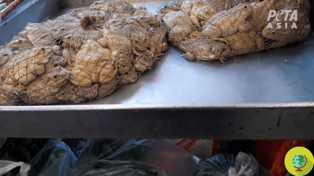 Wuhan interdit la consommation et le commerce de viande de brousse pendant 5 ans