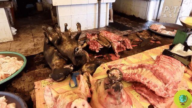 Wuhan prohíbe el consumo y el comercio de carne de animales silvestres durante 5 años