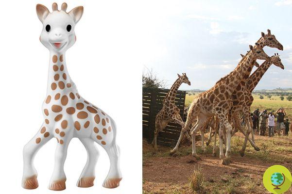 Sophie, la girafe jouet la plus célèbre au monde, fête ses 60 ans (et sauve de vraies girafes)