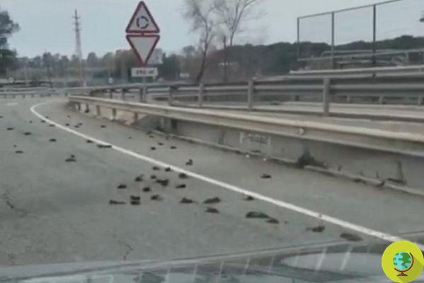 Massacre of starlings: hundreds of birds found dead on the asphalt in Catalonia
