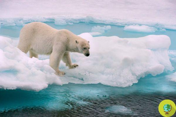 Polar bears no longer have ice - they are starving and will soon disappear