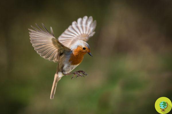 Robin: mitos, lendas e como atrair o pássaro que anuncia o inverno para o jardim