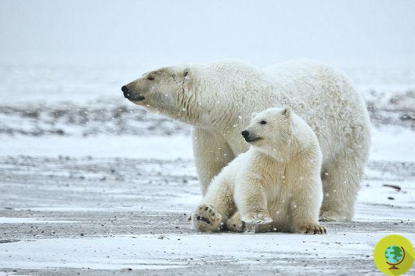 Ours polaires : presque divisé par deux en Alaska mais quelle est la situation dans le reste du monde ?