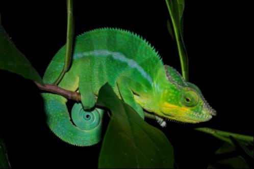 Chameleons: Scientists Discover How They Change Color (VIDEO)