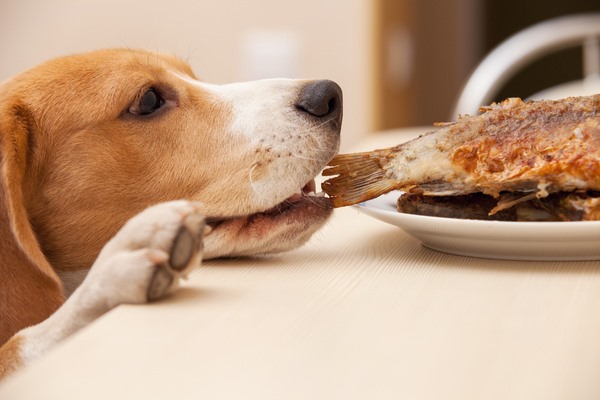 Cuánto, qué y cómo debe comer un perro