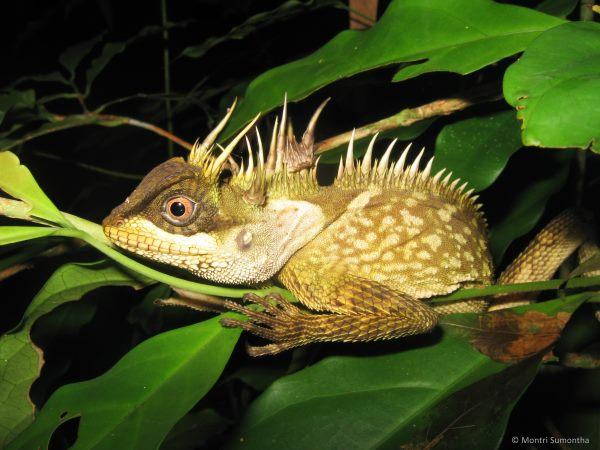 163 novas espécies espetaculares descobertas no Mekong: ameaçadas (FOTO)