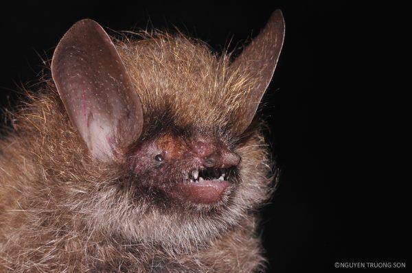 163 new spectacular species discovered in Mekong: endangered (PHOTO)
