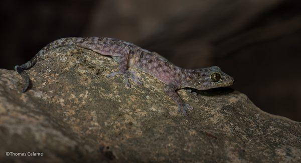 163 novas espécies espetaculares descobertas no Mekong: ameaçadas (FOTO)