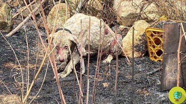 The shepherd dog remains motionless in the flames that burn Sardinia in order not to leave his sheep