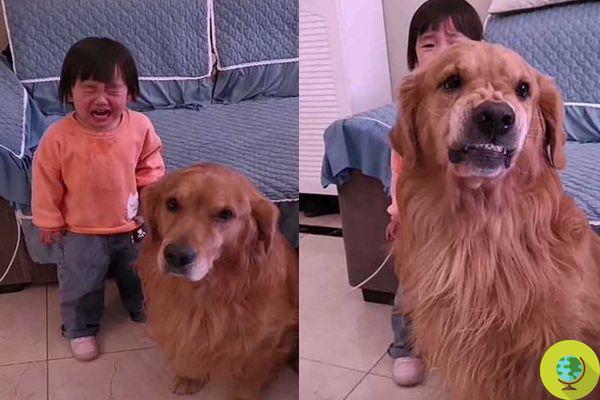 Harry, o fiel cachorro golden retriever que protege sua amiguinha enquanto sua mãe a repreende