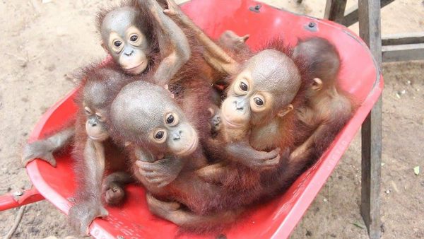De doux oursons orangs-outans orphelins vont à l'école de survie en forêt (VIDEO)