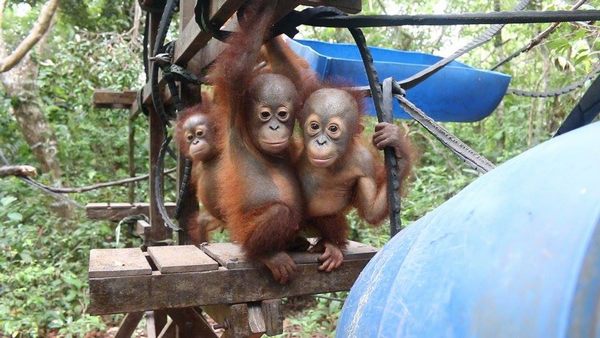 Sweet orphaned orangutan cubs go to forest survival school (VIDEO)