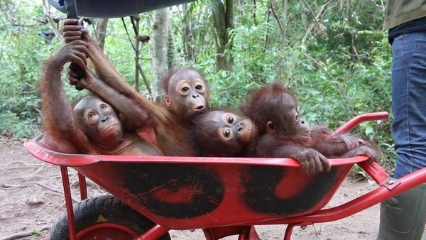 Dulces cachorros de orangután huérfanos van a la escuela de supervivencia forestal (VIDEO)