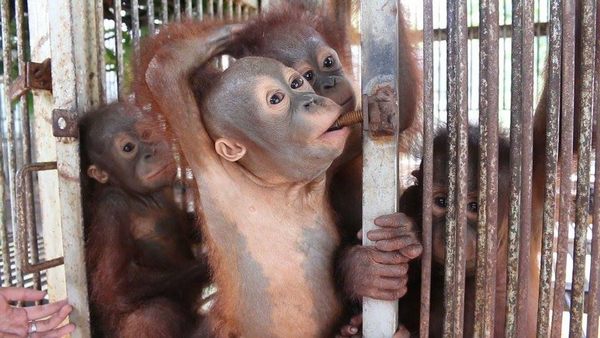 Dulces cachorros de orangután huérfanos van a la escuela de supervivencia forestal (VIDEO)