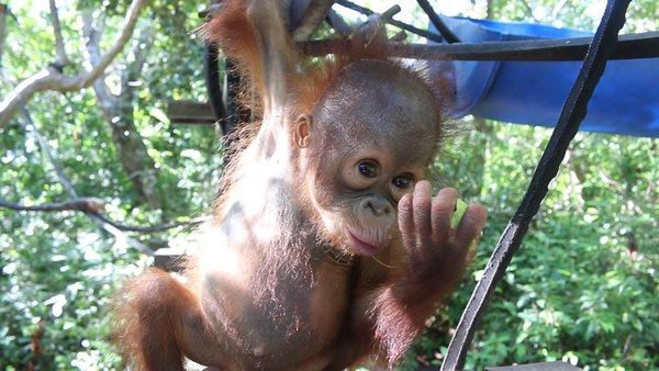 Filhotes de orangotangos órfãos vão para escola de sobrevivência na floresta (VÍDEO)