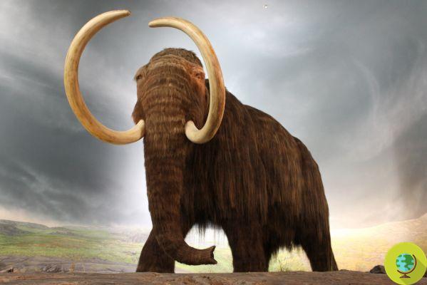 Mammoths: extinct due to climate change