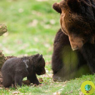 El cachorro de oso asesinado por el zoológico de Berna