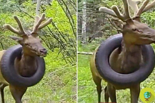 After several attempts, they remove tire that remained around the wapiti's neck for over 2 years