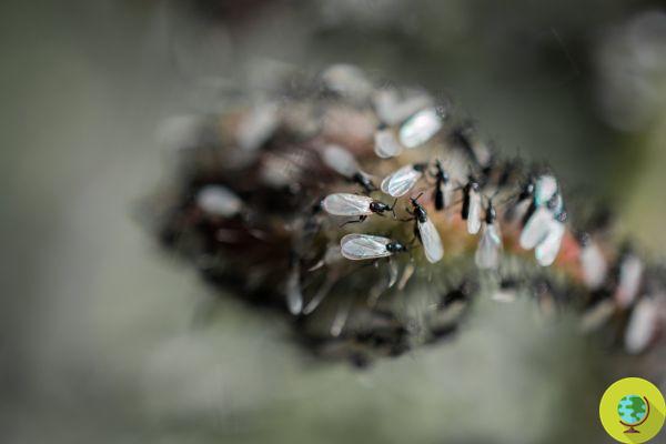 Melhor que James Bond: formigas espiãs se disfarçando de espécies inimigas