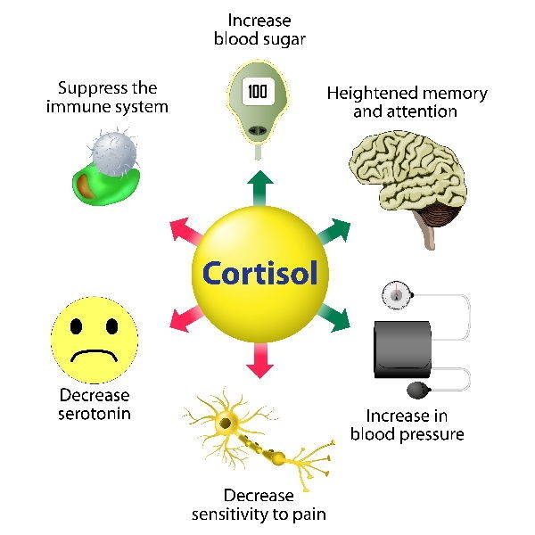 Cortisol: the symptoms and causes of an excess of the stress hormone