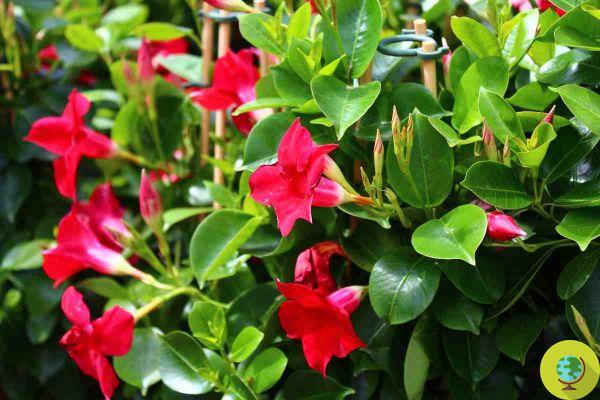 Mandevilla and dipladenia: do you know the difference? How to recognize and distinguish the most beautiful climbing plants
