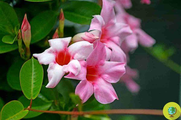Mandevilla and dipladenia: do you know the difference? How to recognize and distinguish the most beautiful climbing plants