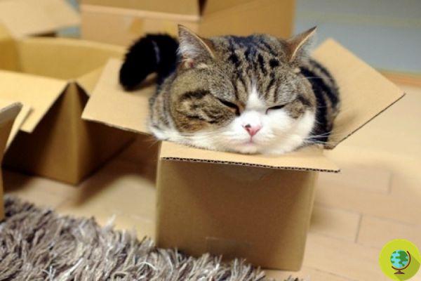 Os gatos também adoram entrar em caixas 