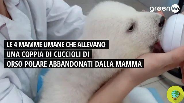 As 4 mães humanas que estão criando um par de filhotes de urso polar abandonados ao nascer