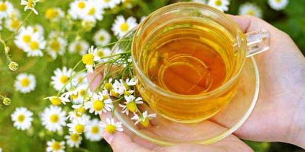 10 plantas medicinais úteis para preparar excelentes chás de ervas em casa