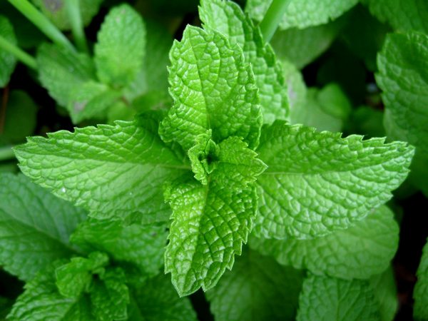 10 medicinal plants useful for preparing excellent herbal teas at home