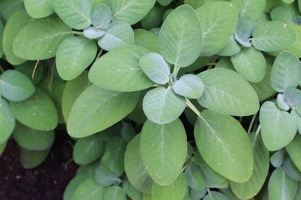 10 plantas medicinales útiles para preparar excelentes tisanas en casa