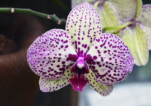 Orquídea: el significado y las leyendas más bellas.