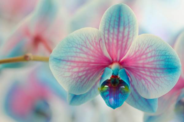 Orchid: the meaning and the most beautiful legends