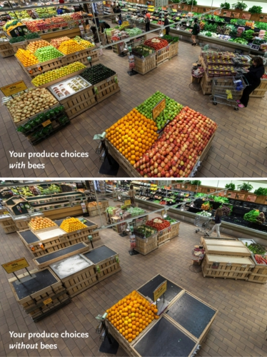 Si les abeilles disparaissaient, que trouverions-nous (PAS) dans les rayons des supermarchés ?