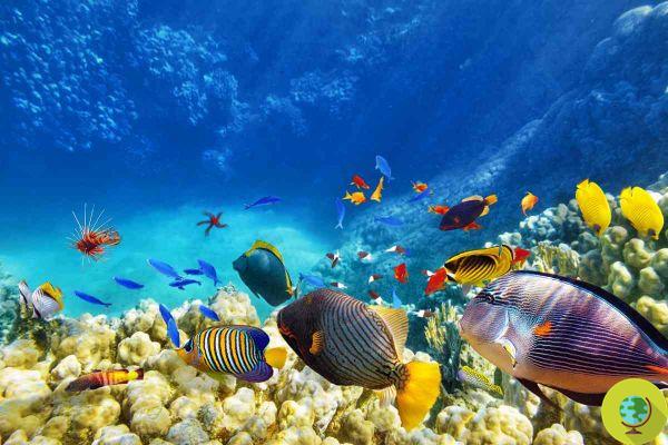 Les poissons perdent également leur couleur à mesure que les récifs coralliens blanchissent